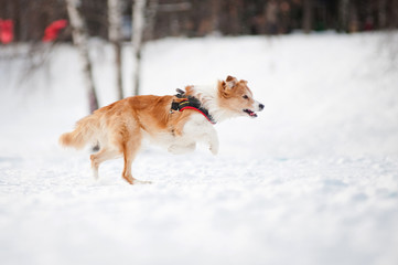 Border collie dog running fast in winter