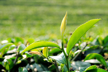 Green tea leaf