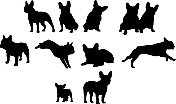 Franz&ouml;sische Bulldoggen