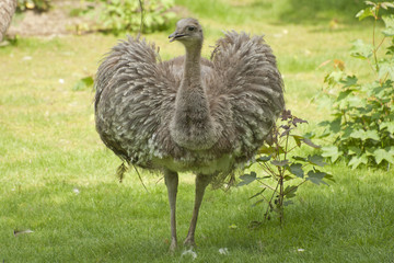 Greater rhea