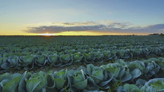 Cabbage farm time-lapse HDR