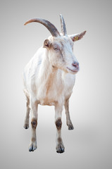 goat on gray background