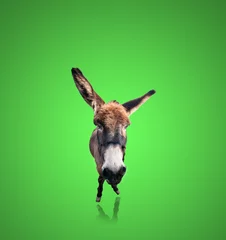 Foto op Plexiglas geïsoleerde grappige ezel © Eugenio Marongiu