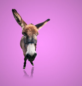 Isolated Funny Donkey