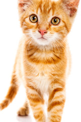 Fototapeta premium Red little cat