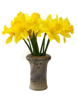 Gelbe Narzissen - Osterglocken