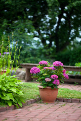 hydrangea in pot in garden