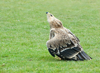 African Hawk  Eagle- aquila, spilogaster