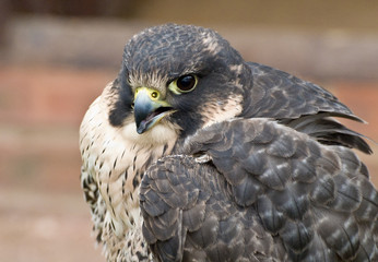 Young Hybrid Hawk