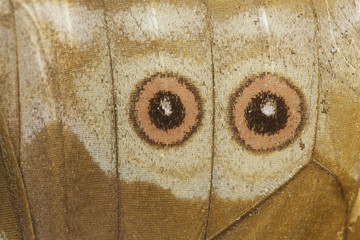 morpho butterfly eye scales
