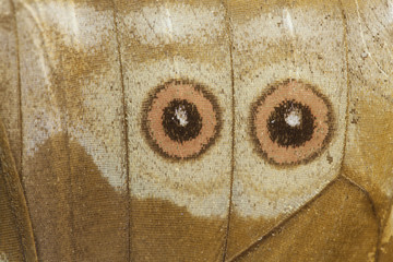 morpho butterfly eye scales © filipesso