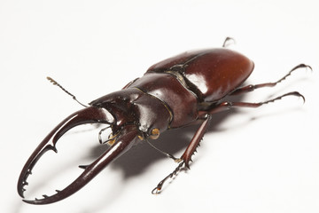 Stag beetle - obrazy, fototapety, plakaty