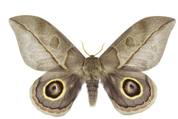 Moth - Leucanella virindesces