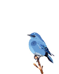 mountain blue bird
