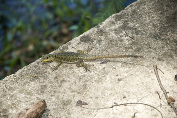 Amazon Lava Lizard