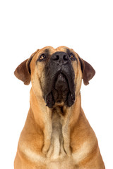 Obraz premium South african mastiff