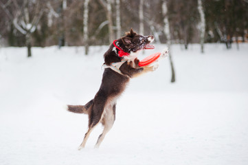 Fototapeta na wymiar Dog skakania i łapania latający dysk w powietrzu
