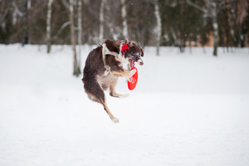 Dog jumping and catching a flying disc in mid-air