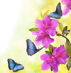 Obrazy na Szkle  kwitnące azalie z motylami