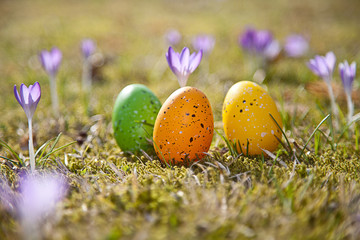Ostereier auf Frühlingswiese