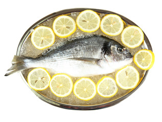 Fresh fish of dorado