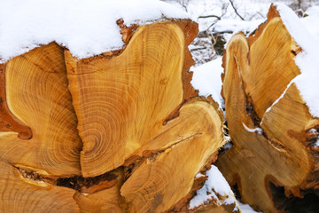 Jahresringe Baum Holz © Ewald Fröch