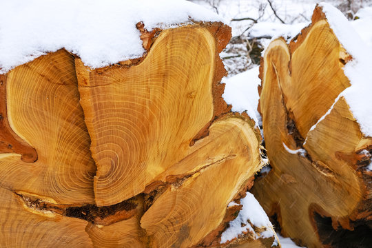 Jahresringe Baum Holz
