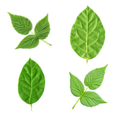 collection of different green leaves on white background