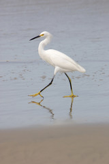 Beach and white bird