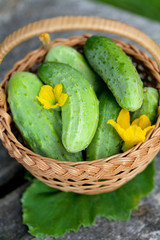 fresh cucumbers in a basket on wooden table