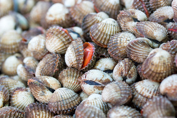 Sea shells clams