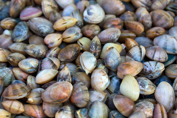 Sea shells clams