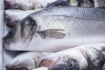 Морская рыба