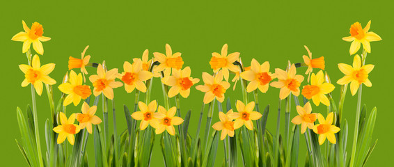 Bright yellow daffodils on a green background. Isolation.