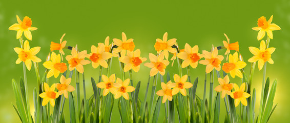 Bright yellow daffodils on a green background.