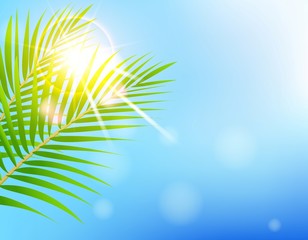 Obraz na płótnie Canvas beauty Sunny blue sky and palm tree