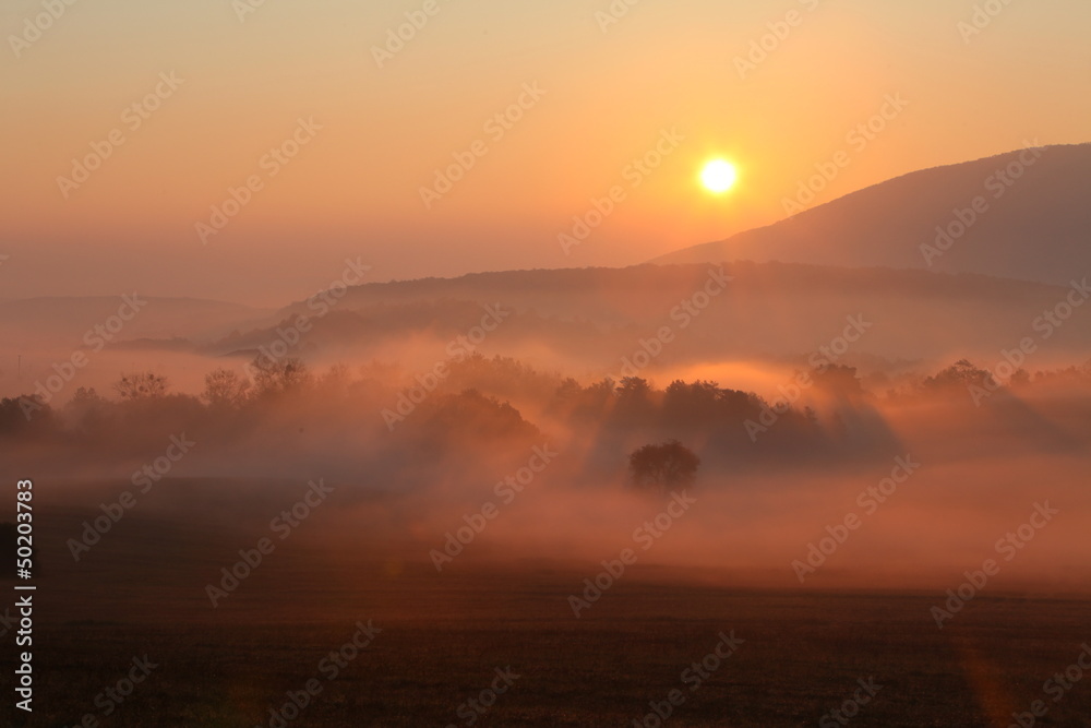 Fototapete Mist with sun, trees are wet, damp fog of forest