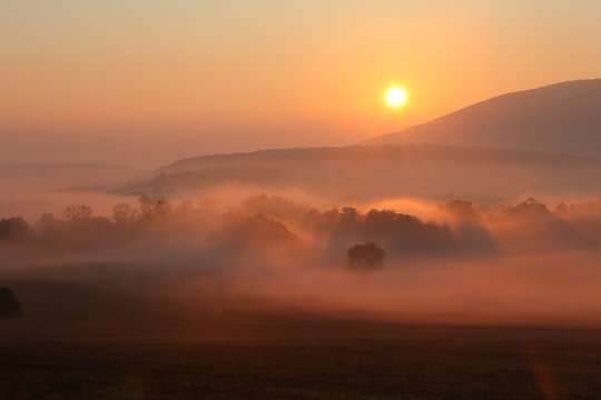 Fototapeta Mist with sun, trees are wet, damp fog of forest