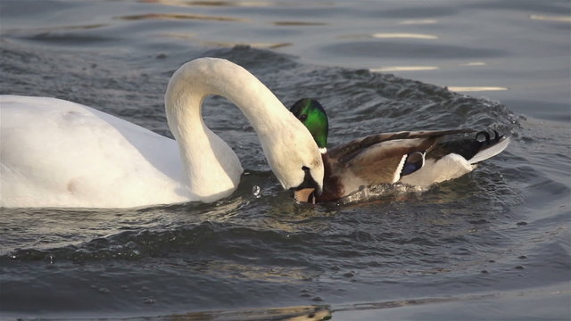 White Swan struggles with duck a piece of bread