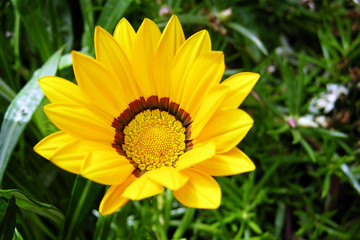 Flower in garden