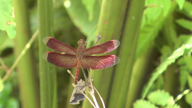 libellule