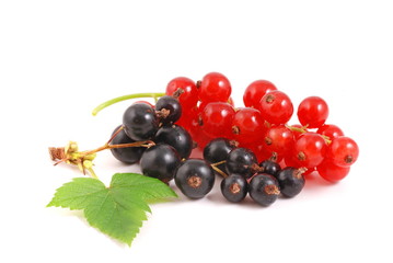 Currant