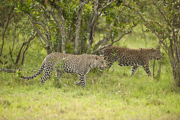 Naklejka premium Leopard in Masai Mara