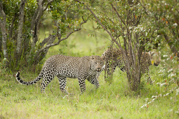 Leopard looking in camera