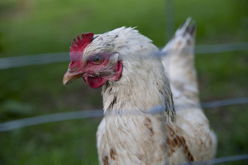 Geflügel