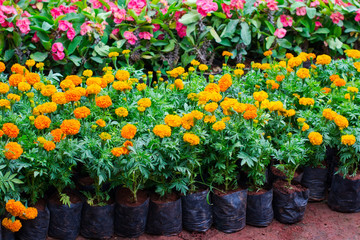 nursery-garden, garden centre