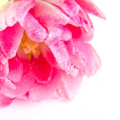 Poster roze tulp op een witte achtergrond © Oksana
