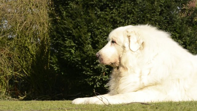 Herdenschutzhund