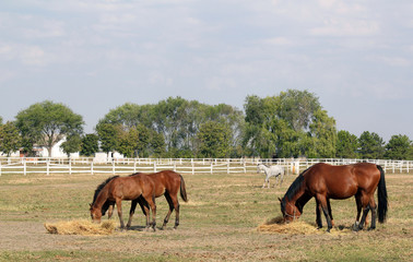 foals and horses eat hay in corral ranch scene © goce risteski