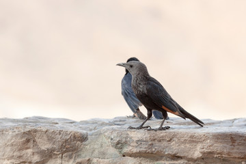 Young female Tristram's Starling on white background